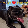 Porky is registered to the contest to win money with this photo: dog, black_dog, tan_dog, sunglasses, chain_collar, indoor, floor, tongue_out, relaxed, pet, canine, cool, laying_down, shade, collar, pair, bright_text, love_heart, playful, companion