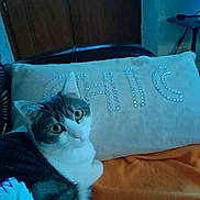 Coquine a rejoint le concours — aidez-le/la à gagner de superbes lots ! animal, beads, blanket, cat, cozy, curious, cute, feline, gray, green_eyes, home, indoor, looking, orange, pet, pillow, resting, soft, texture, white