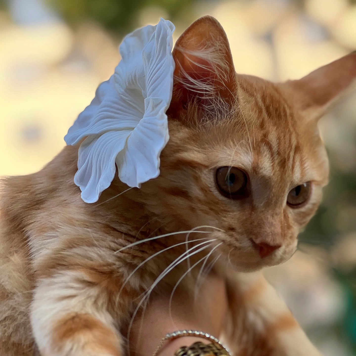 Bortokala a rejoint le concours — aidez-le/la à gagner de superbes lots ! animal, blurred_background, bracelet, cat, close_up, curious, cute, domestic_animal, ear, flower, fur, ginger_cat, hand, nature, outdoor, pet, portrait, soft_light, watch, whiskers