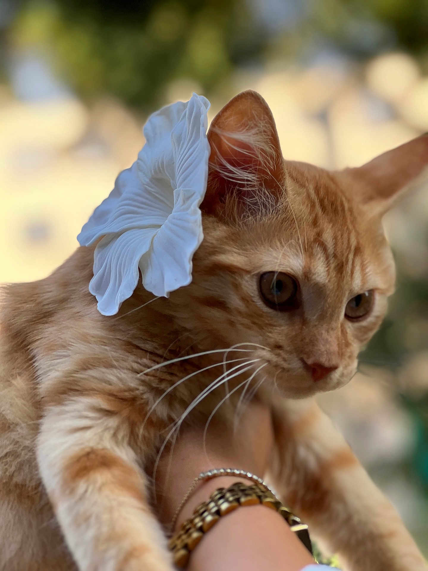Bortokala a rejoint le concours — aidez-le/la à gagner de superbes lots ! cat, ginger_cat, flower, close_up, pet, animal, whiskers, ear, fur, hand, watch, bracelet, nature, outdoor, blurred_background, cute, curious, portrait, soft_light, domestic_animal