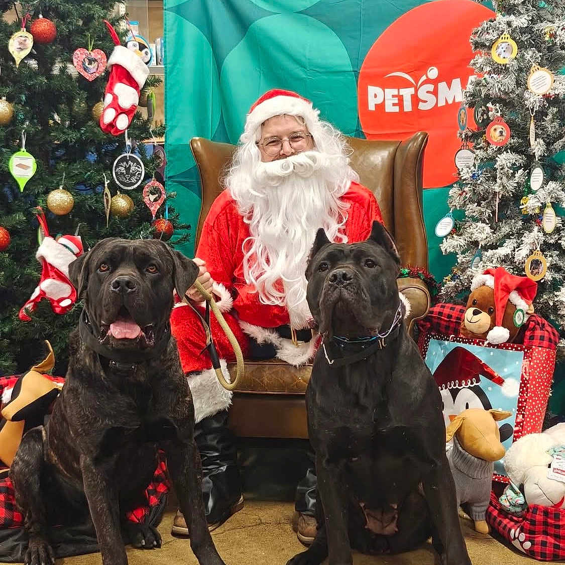 Spidey And Sunny joined the competition — help win amazing prizes! black_dog, celebration, chair, christmas, christmas_tree, decorations, dog, festive, glasses, holiday, indoor, large_dog, leash, ornaments, person, pet_store, santa_claus, smiling, stockings, stuffed_animals