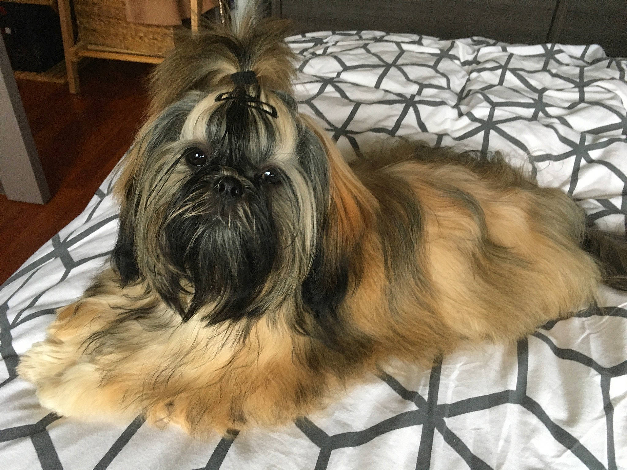 Thessy participe au concours pour gagner de l'argent avec cette photo : canidae, carnivore, comfort, companion_dog, dog, dog_breed, fawn, fence, fur, liver, maltepoo, mesh, shih_tzu, small_terrier, snout, sporting_group, terrestrial_animal, terrier, toy_dog, working_animal