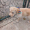 animal, bow, canine, chain_link_fence, closeup, collar, concrete, curious, dog, fence, ground, light_fur, outdoor, pet, puppy, rainbow, rust, side_view, small_dog, young_dog