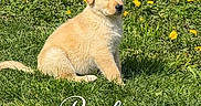 Bailey a rejoint le concours — aidez-le/la à gagner de superbes lots ! adorable, animal, canine, cute, dog, field, flowers, fluffy, grass, greenery, nature, outdoor, pet, portrait, puppy, sitting, spring, sunlight, yellow_flowers, young_dog