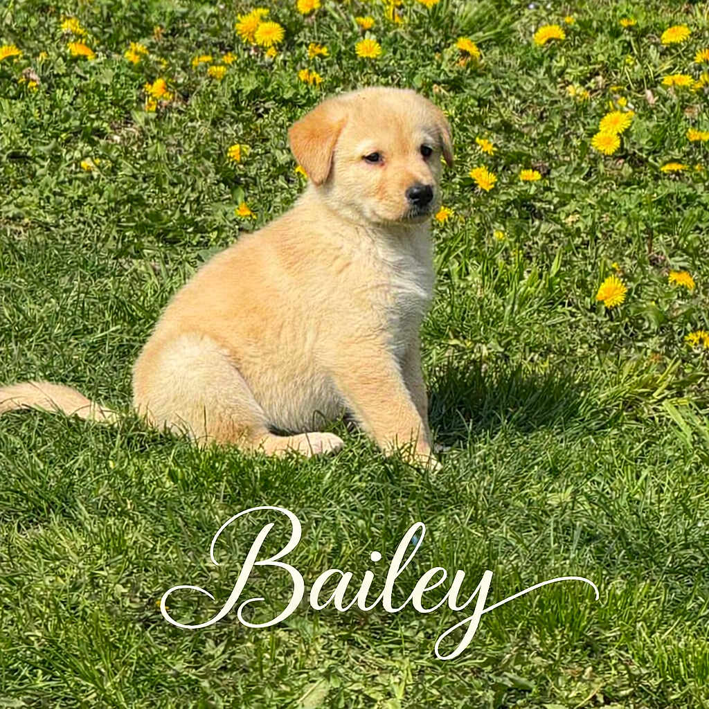Bailey