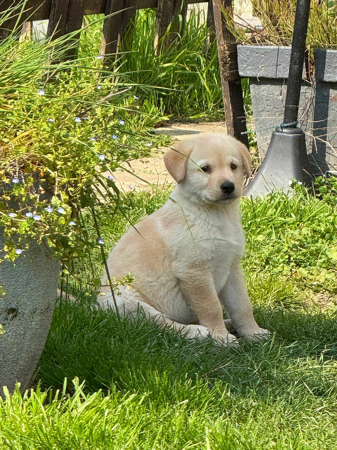 Bailey participe au concours pour gagner de l'argent avec cette photo : puppy, dog, grass, backyard, flowerpot, small_flowers, planter, sitting, cute, lawn, greenery, wooden_fence, sunlight, outdoor, portrait, fur, ears, nose, concrete, garden_tool