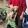 puppy, dog, motorbike, person, red_jacket, harness, garage, dirt_bike, green, blue_chair, concrete_wall, muddy, hand, seat, wheel, tire, floor, helmet, metal, casual