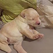 Bailey a rejoint le concours — aidez-le/la à gagner de superbes lots ! puppy, dog, newborn_puppy, sleeping, paw, paws, pink_nose, fur, bed, bedding, pillow, blanket, cozy, nap, cute, animal, close_up, indoors, small, resting