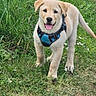 Bailey a rejoint le concours — aidez-le/la à gagner de superbes lots ! animal, canine, cute, dog, flowers, friendly, golden_retriever, grass, greenery, happy, harness, nature, outdoor, pet, playful, puppy, summer, tongue_out, walking, young