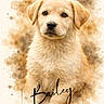 animal, artistic, background, brown, canine, cute, dog, ears, eyes, face, fluffy, fur, golden_retriever, name, nose, pet, portrait, puppy, text_overlay, watercolor