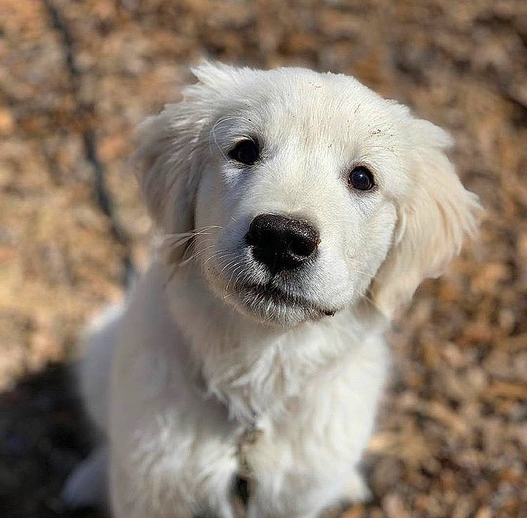 Diesel joined the competition — help win amazing prizes! akbash_dog, canidae, carnivore, companion_dog, dog, dog_breed, golden_retriever, great_pyrenees, kuvasz, livestock_guardian_dog, mammal, maremma_sheepdog, polish_tatra_sheepdog, puppy, rare_breed_dog, retriever, slovak_cuvac, snout, sporting_group, vertebrate