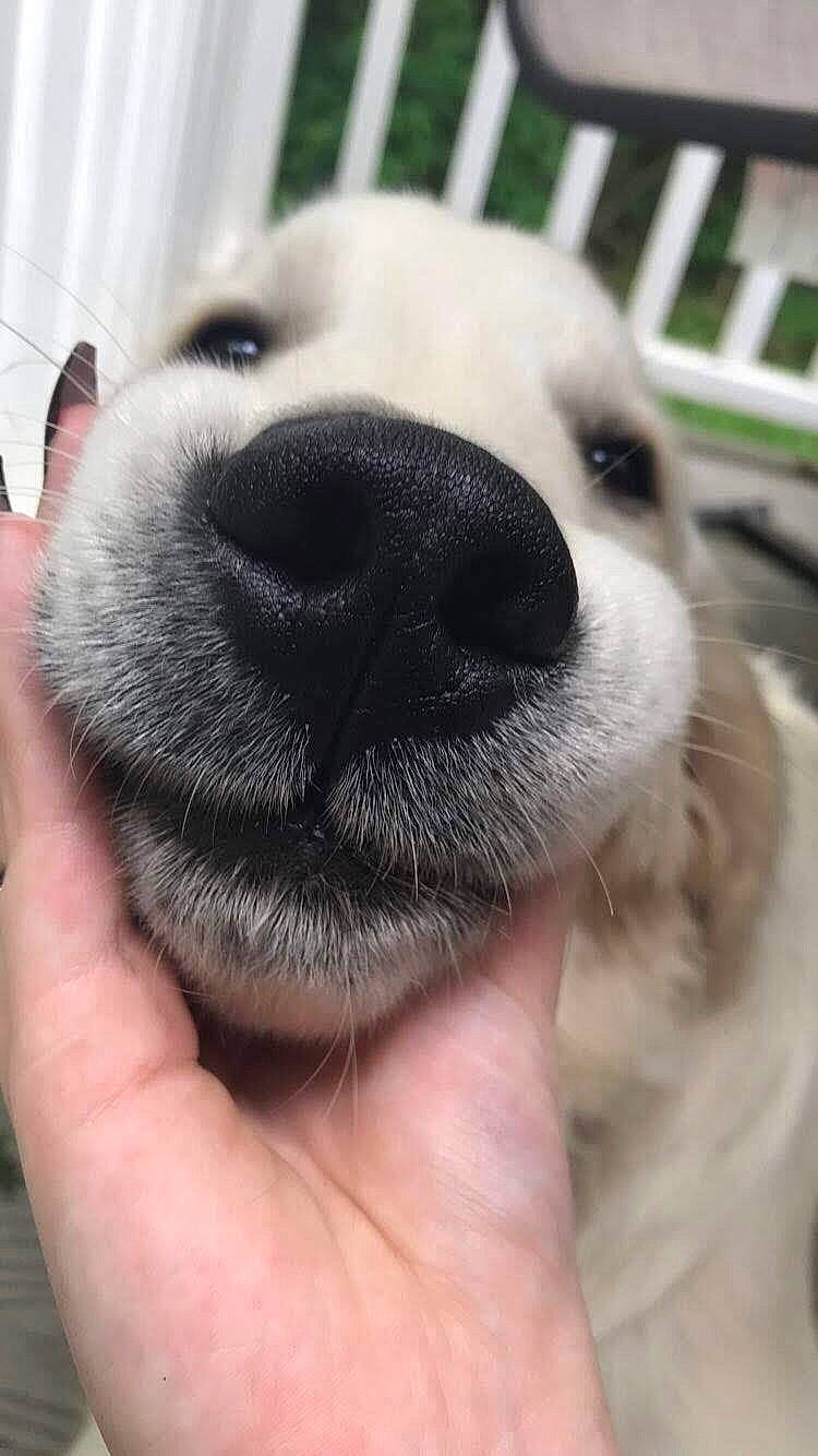 Diesel joined the competition — help win amazing prizes! canidae, carnivore, close_up, companion_dog, dog, dog_breed, eye, golden_retriever, head, mammal, mouth, nose, photography, puppy, puppy_love, retriever, snout, sporting_group, whiskers