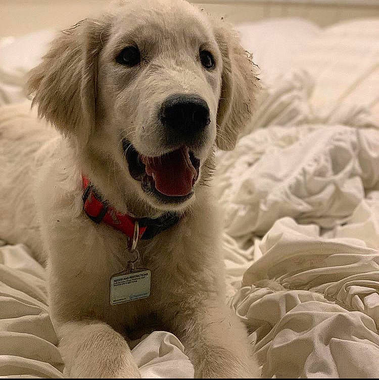 Diesel joined the competition — help win amazing prizes! akbash_dog, canidae, carnivore, companion_dog, dog, dog_breed, golden_retriever, great_pyrenees, kuvasz, mammal, maremma_sheepdog, nose, polish_tatra_sheepdog, puppy_love, rare_breed_dog, retriever, slovak_cuvac, snout, sporting_group, vertebrate