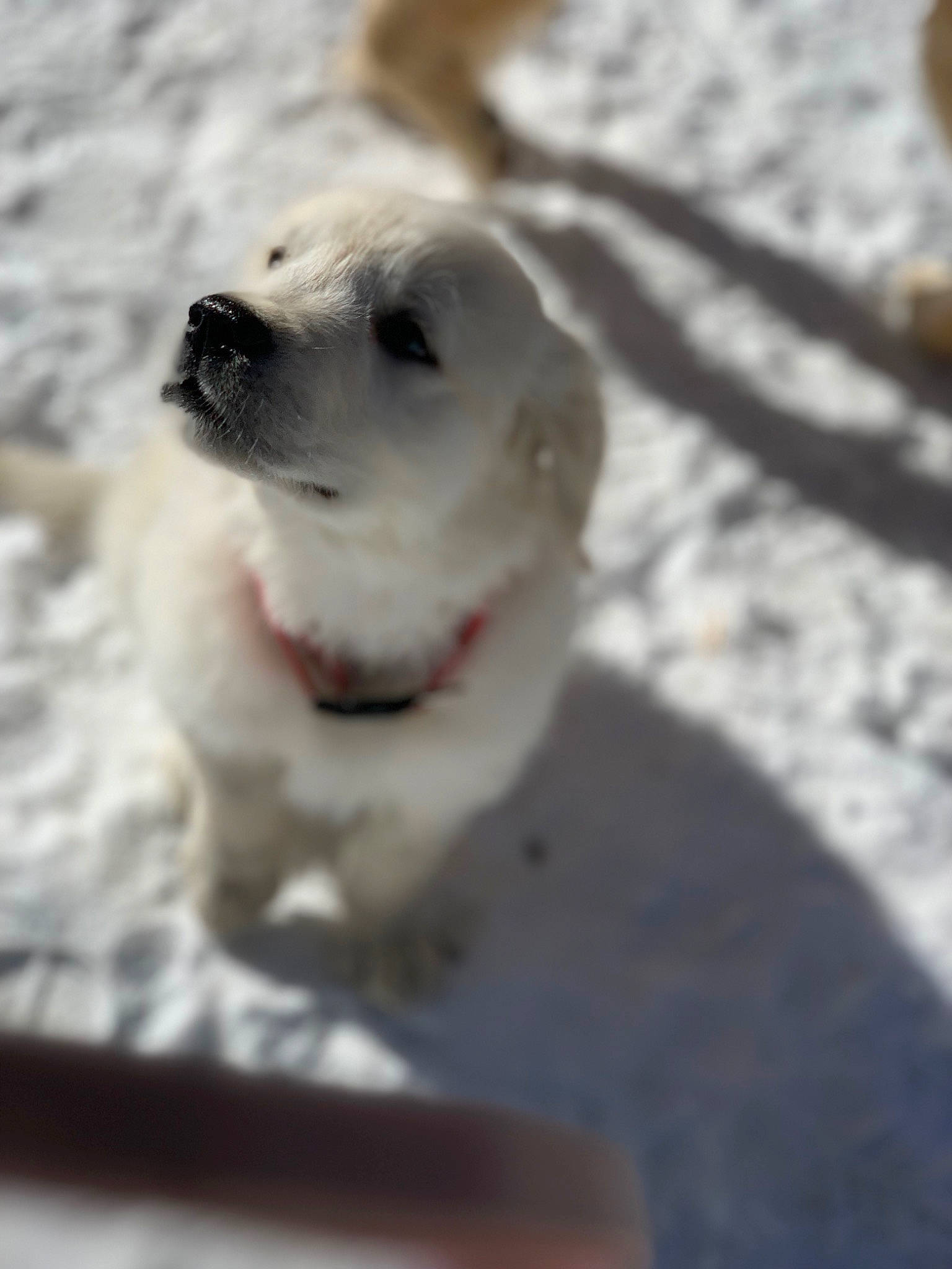 Diesel is registered to the contest to win money with this photo: canidae, carnivore, companion_dog, dog, dog_breed, fawn, great_pyrenees, mammal, nose, puppy, rare_breed_dog, retriever, snout, sporting_group