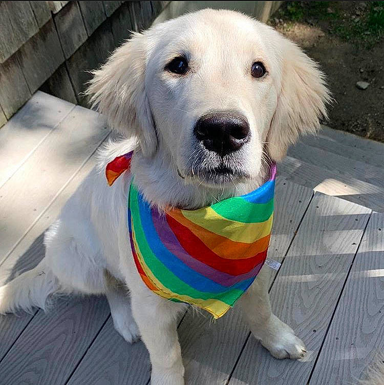 Diesel joined the competition — help win amazing prizes! canidae, carnivore, companion_dog, dog, dog_breed, dog_collar, fawn, golden_retriever, labrador_retriever, mammal, rare_breed_dog, retriever, snout, sporting_group, vertebrate