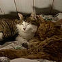 animal, bed, blanket, cat, close_up, comfort, cozy, cute, domestic, feline, fluffy, fur, indoor, pet, relaxing, resting, sleeping, two_cats, warm, wooden_wall