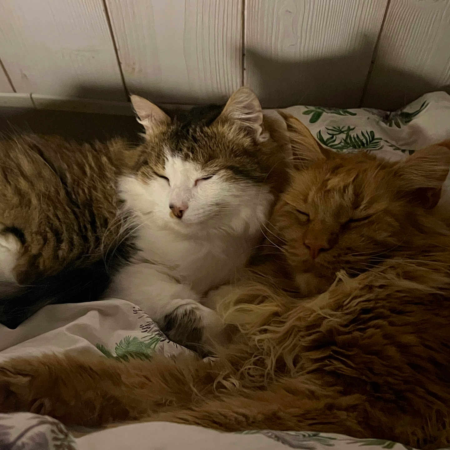 Ruffy Et Tigrou participe au concours pour gagner de l'argent avec cette photo : animal, bed, blanket, cat, close_up, comfort, cozy, cute, domestic, feline, fluffy, fur, indoor, pet, relaxing, resting, sleeping, two_cats, warm, wooden_wall