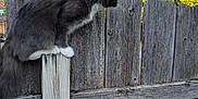 Chaos is registered to the contest to win money with this photo: cat, gray_cat, white_paws, fence, wooden_fence, outdoor, nature, tree, green_leaves, blue_sky, animal, pet, curious, perched, balance, daylight, sunlight, whiskers, tail, wood