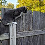cat, gray_cat, white_paws, fence, wooden_fence, outdoor, nature, tree, green_leaves, blue_sky, animal, pet, curious, perched, balance, daylight, sunlight, whiskers, tail, wood
