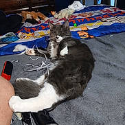 Chaos is registered to the contest to win money with this photo: cat, gray_cat, white_paws, bed, blanket, stuffed_animals, toy, indoor, relaxed, sleepy, feline, paw, human_leg, colorful_bedspread, cartoon_characters, soft_texture, cozy, pet, domestic_animal, playful