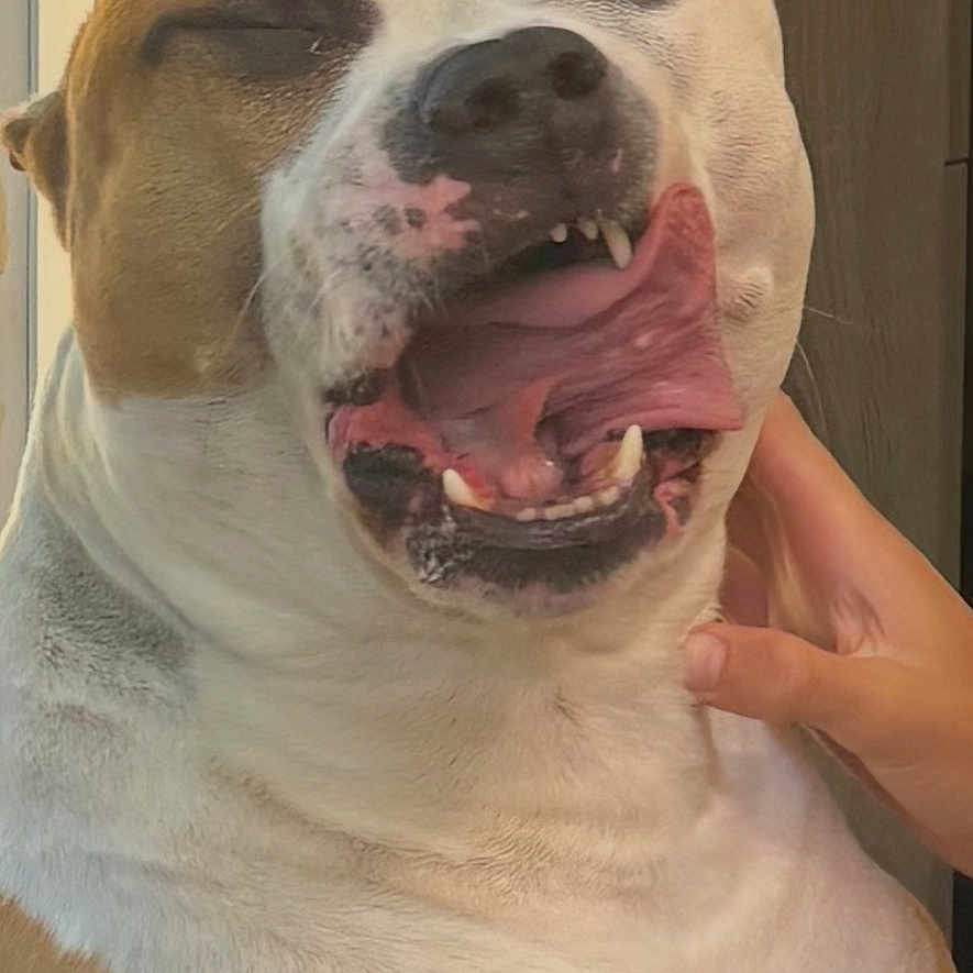 Natsu a rejoint le concours — aidez-le/la à gagner de superbes lots ! dog, bulldog, pet, animal, portrait, close_up, funny, smiling, squinting, teeth, tongue, white_fur, brown_patches, floppy_ears, nose, indoors, home, human_hand, plate, food