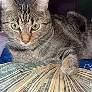 Sativa is registered to the contest to win money with this photo: animal, blanket, cat, closeup, cozy, currency, currency_notes, dollar_bills, domestic, feline, fur, green_eyes, guarding, indoor, money, paw, pet, resting, tabby, whiskers