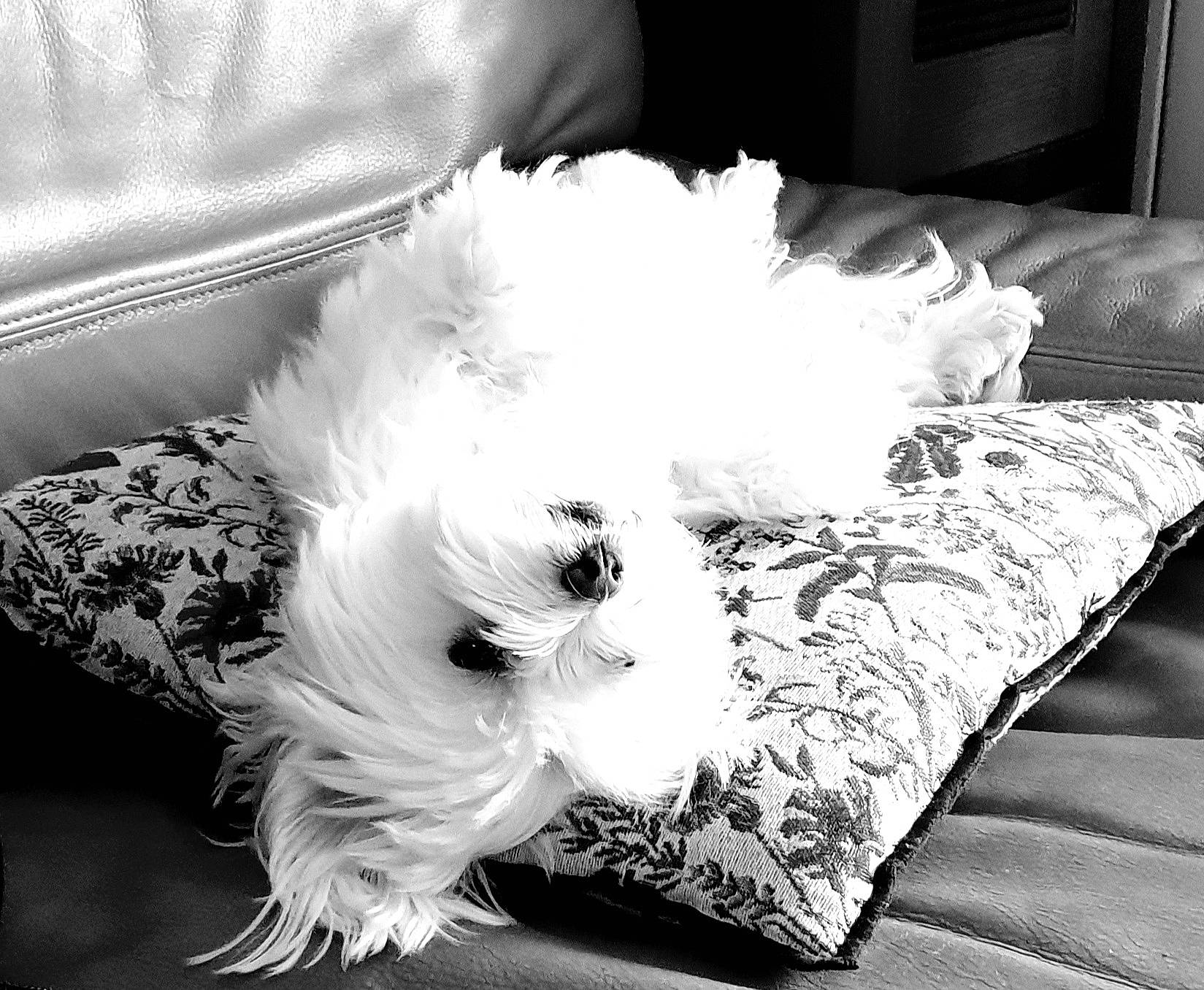 Hélia a rejoint le concours — aidez-le/la à gagner de superbes lots ! black, black_and_white, canidae, carnivore, companion_dog, dog, dog_breed, dog_supply, fur, monochrome, monochrome_photography, sporting_group, style, sunglasses, terrier, textile, toy_dog, whiskers, white, working_animal