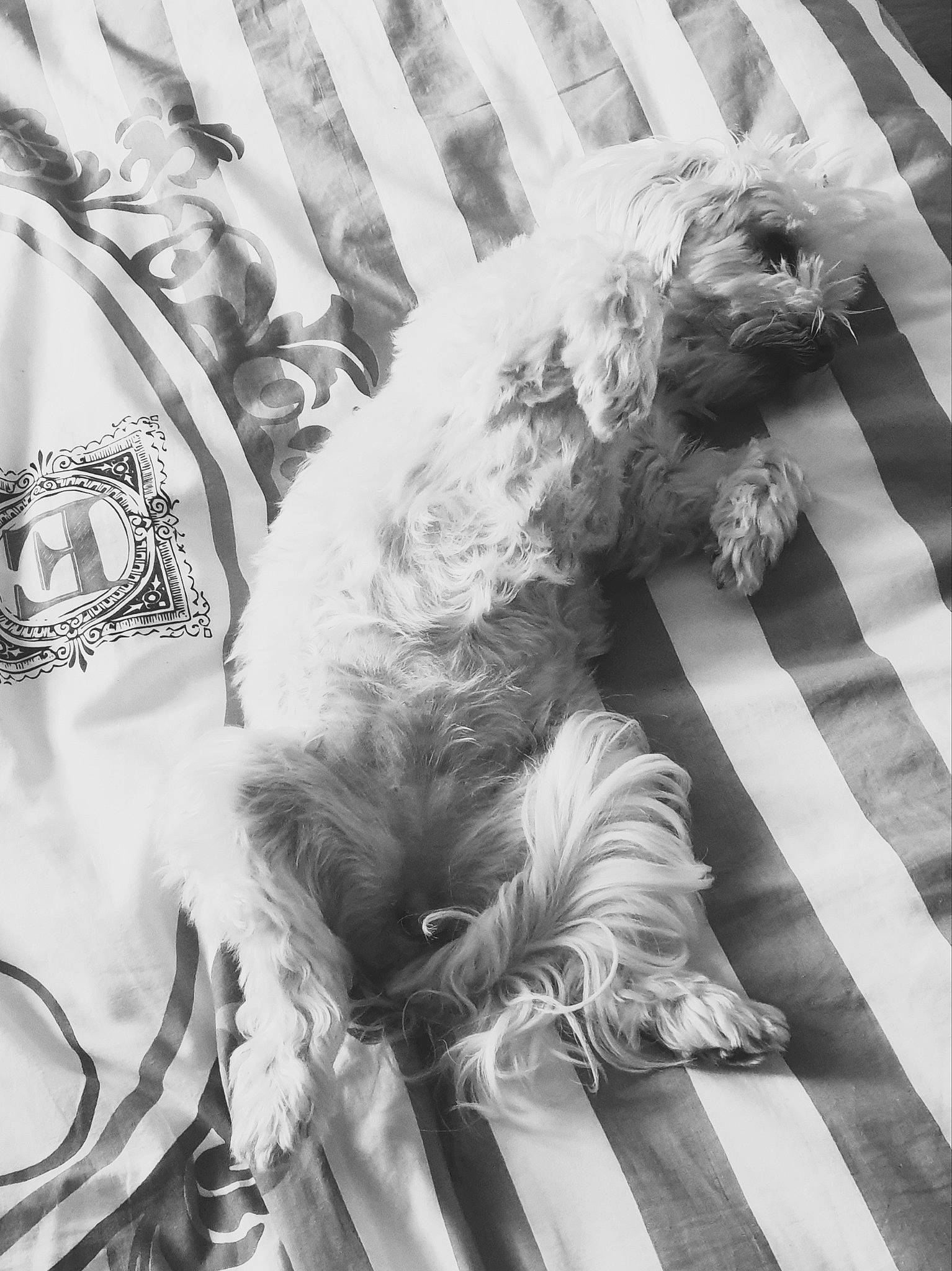 Hélia participe au concours pour gagner de l'argent avec cette photo : black, black_and_white, canidae, carnivore, companion_dog, dog, dog_breed, fur, grey, monochrome, monochrome_photography, pattern, snout, sporting_group, style, tail, toy_dog, whiskers, white, working_animal