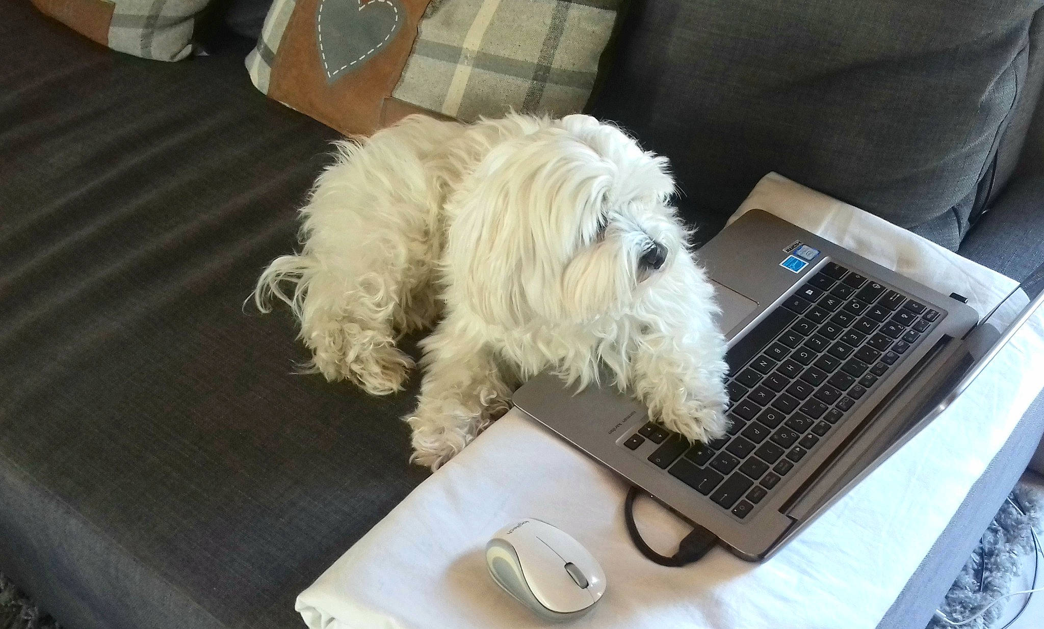 Hélia participe au concours pour gagner de l'argent avec cette photo : carnivore, chair, comfort, companion_dog, computer, computer_hardware, computer_keyboard, dog, dog_breed, input_device, laptop, netbook, office_equipment, office_supplies, output_device, personal_computer, small_terrier, space_bar, table, toy_dog