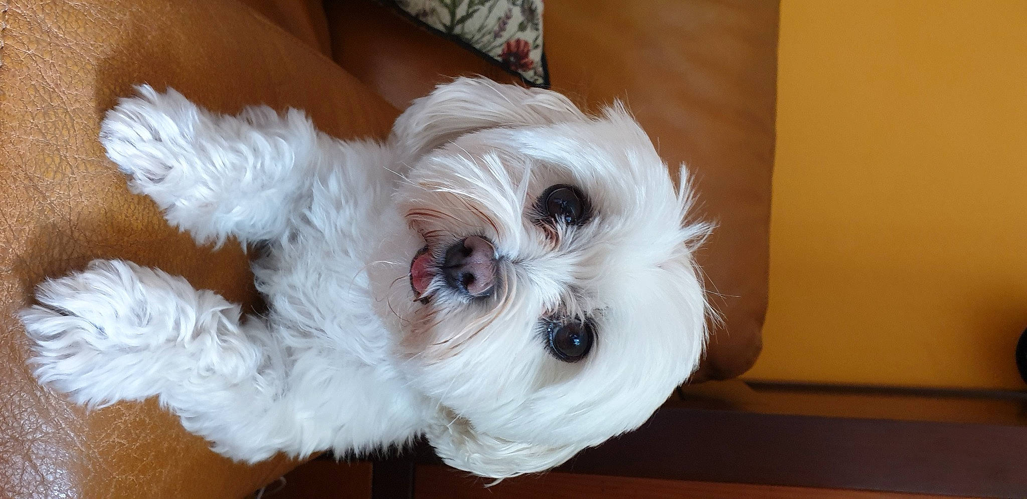 Hélia participe au concours pour gagner de l'argent avec cette photo : biewer_terrier, canidae, carnivore, companion_dog, dog, dog_breed, dog_clothes, dog_collar, dog_supply, fawn, fur, pet_supply, puppy_love, small_terrier, snout, sporting_group, sunglasses, terrier, toy_dog, working_animal