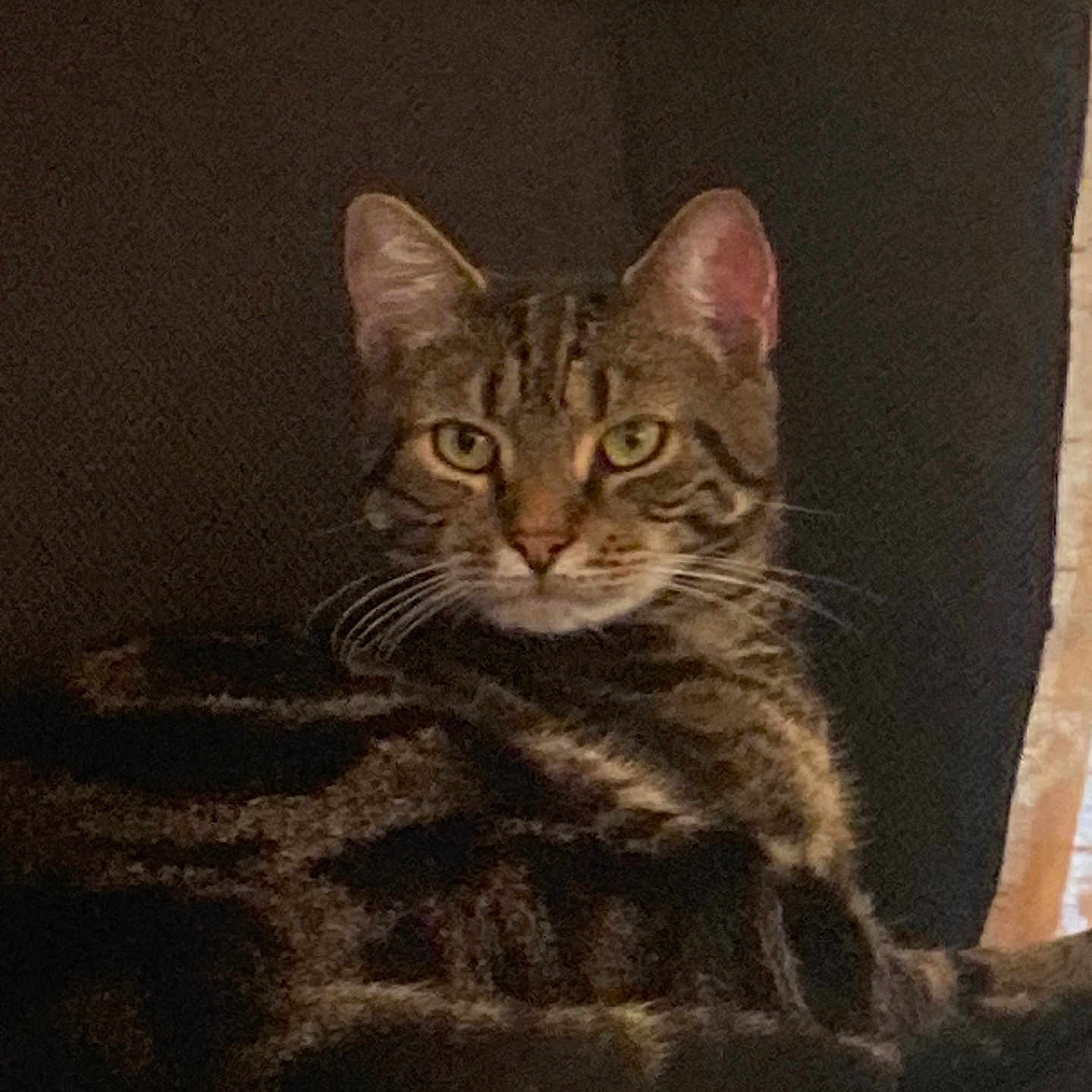 Claudio is registered to the contest to win money with this photo: animal, cat, couch, cozy, dark_background, ears, eyes, feline, fur, home, indoor, looking, pet, portrait, relaxed, resting, sitting, striped, tabby, whiskers