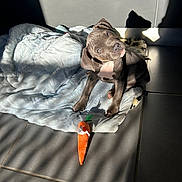 Arya a rejoint le concours — aidez-le/la à gagner de superbes lots ! puppy, dog, blanket, toy, plush, carrot, sunlight, shadow, tile_floor, indoor, pet, cute, curious, playful, young_dog, animal, resting, cozy, domestic, companion