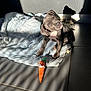 puppy, dog, blanket, toy, plush, carrot, sunlight, shadow, tile_floor, indoor, pet, cute, curious, playful, young_dog, animal, resting, cozy, domestic, companion
