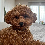 Achille a rejoint le concours — aidez-le/la à gagner de superbes lots ! dog, poodle, brown, curly_fur, pet, indoor, bed, cozy, relaxed, portrait, cute, animal, fur, canine, home, soft_light, closeup, companion, resting, curly