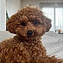 dog, poodle, brown, curly_fur, pet, indoor, bed, cozy, relaxed, portrait, cute, animal, fur, canine, home, soft_light, closeup, companion, resting, curly