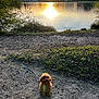 Achille a rejoint le concours — aidez-le/la à gagner de superbes lots ! dog, small_dog, leash, sunset, lake, water, reflection, trees, grass, dirt_path, outdoor, nature, sunlight, sky, shadows, quiet, peaceful, animal, pet, landscape