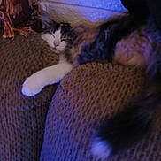 Cami is registered to the contest to win money with this photo: animal, brown, calm, cat, couch, cozy, fur, furniture, home, indoor, mammal, paw, pet, relaxed, resting, sleeping, tabby, texture, wall, white