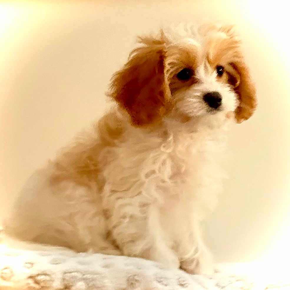 Baylee Rae joined the competition — help win amazing prizes! adorable, animal, calm, companion, curly_hair, cute, dog, domestic_animal, fluffy, friendly, furry, indoor, pet, portrait, puppy, sitting, small_dog, soft_light, warm_tone, young_dog