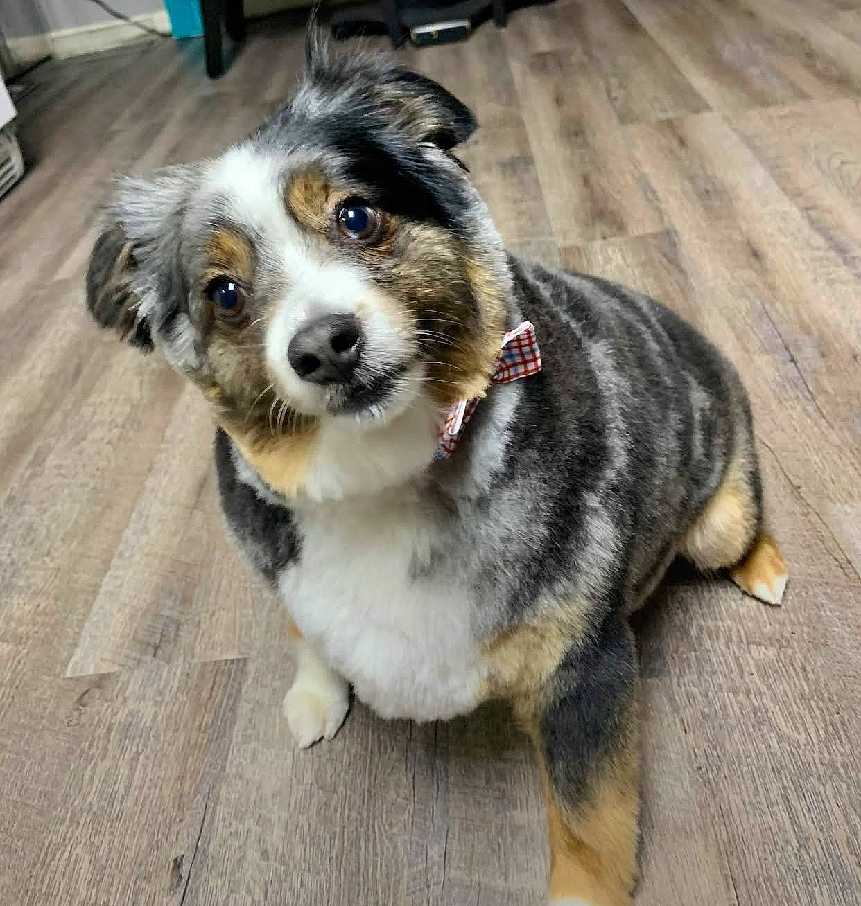 Prince joined the competition — help win amazing prizes! canidae, carnivore, collar, companion_dog, dog, dog_breed, dog_collar, flooring, fur, hardwood, herding_dog, leash, paw, snout, sporting_group, terrestrial_animal, whiskers, wood, working_animal, working_dog