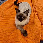 Nex joined the competition — help win amazing prizes! cat, siamese_cat, pet, animal, feline, orange_blanket, texture, cozy, indoor, resting, paw, fur, cute, domestic_cat, soft, relaxed, lying_down, striped, warm, comfortable
