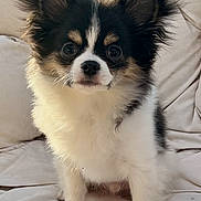 Arthur participe au concours pour gagner de l'argent avec cette photo : puppy, dog, black_and_white, fluffy, ears, cushion, chair, pet, cute, animal, fur, indoor, small_dog, portrait, sitting, young, looking, domestic_animal, mammal, companion