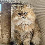 Trésor participe au concours pour gagner de l'argent avec cette photo : cat, persian_cat, fluffy, long_hair, pet, feline, indoor, cat_tree, carpeted, beige, animal, cute, sitting, whiskers, ears, tail, fur, portrait, domestic, mammal