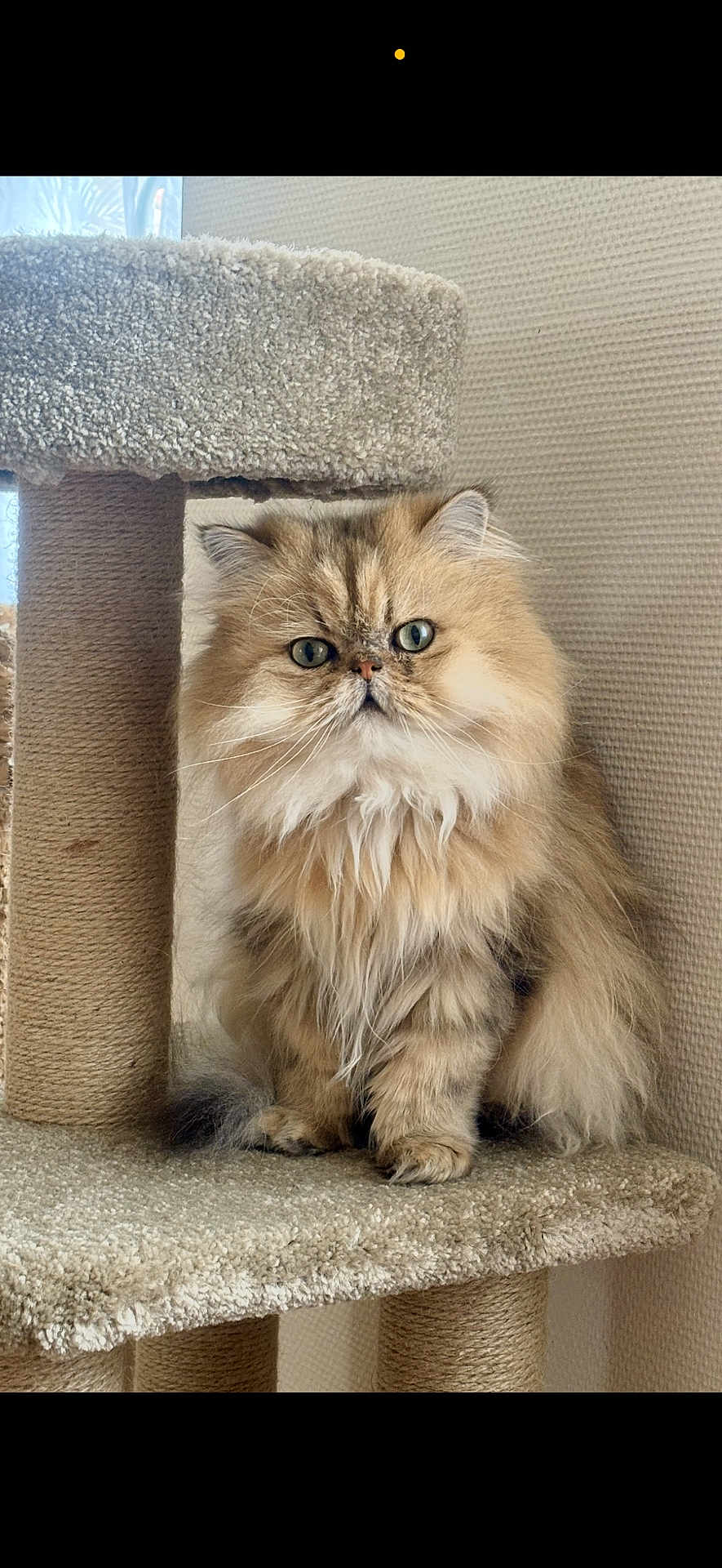 Trésor participe au concours pour gagner de l'argent avec cette photo : cat, persian_cat, fluffy, long_hair, pet, feline, indoor, cat_tree, carpeted, beige, animal, cute, sitting, whiskers, ears, tail, fur, portrait, domestic, mammal