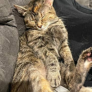 Ruby is registered to the contest to win money with this photo: animal, cat, closeup, comfort, couch, cozy, cute, domestic, feline, fur, indoor, nap, paw, pet, relaxed, resting, sleeping, soft, tabby, whiskers