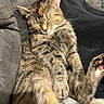 animal, cat, closeup, comfort, couch, cozy, cute, domestic, feline, fur, indoor, nap, paw, pet, relaxed, resting, sleeping, soft, tabby, whiskers