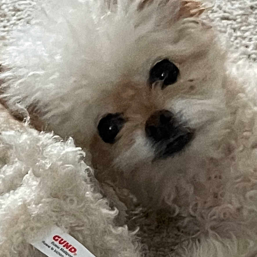Sadie joined the competition — help win amazing prizes! animal, canine, cat, computer, computerhardware, dog, electronics, eskimodog, hardware, laptop, monitor, pc, pet, poodle, puppy, screen, snout, terrier, text, whitedog
