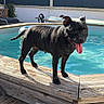 Roxy a rejoint le concours — aidez-le/la à gagner de superbes lots ! dog, black_dog, pool, water, wooden_deck, sunlight, tongue_out, pet, summer, outdoor, sunny, animal, playful, rope, fence, daytime, happy_dog, canine, backyard, leisure