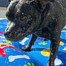 dog, black_dog, wet_dog, inflatable_pool_float, water_droplets, paw_prints, bones, balls, outdoor, sunny, pet, animal, summer, pool, playful, close_up, canine, water, fun, bright_colors