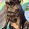Roxy participe au concours pour gagner de l'argent avec cette photo : dog, black_dog, sunglasses, pet, animal, chair, outdoor, sunlight, relaxed, cute, sitting, plastic_chair, summer, shade, portrait, domestic_animal, canine, sunny, funny, cool