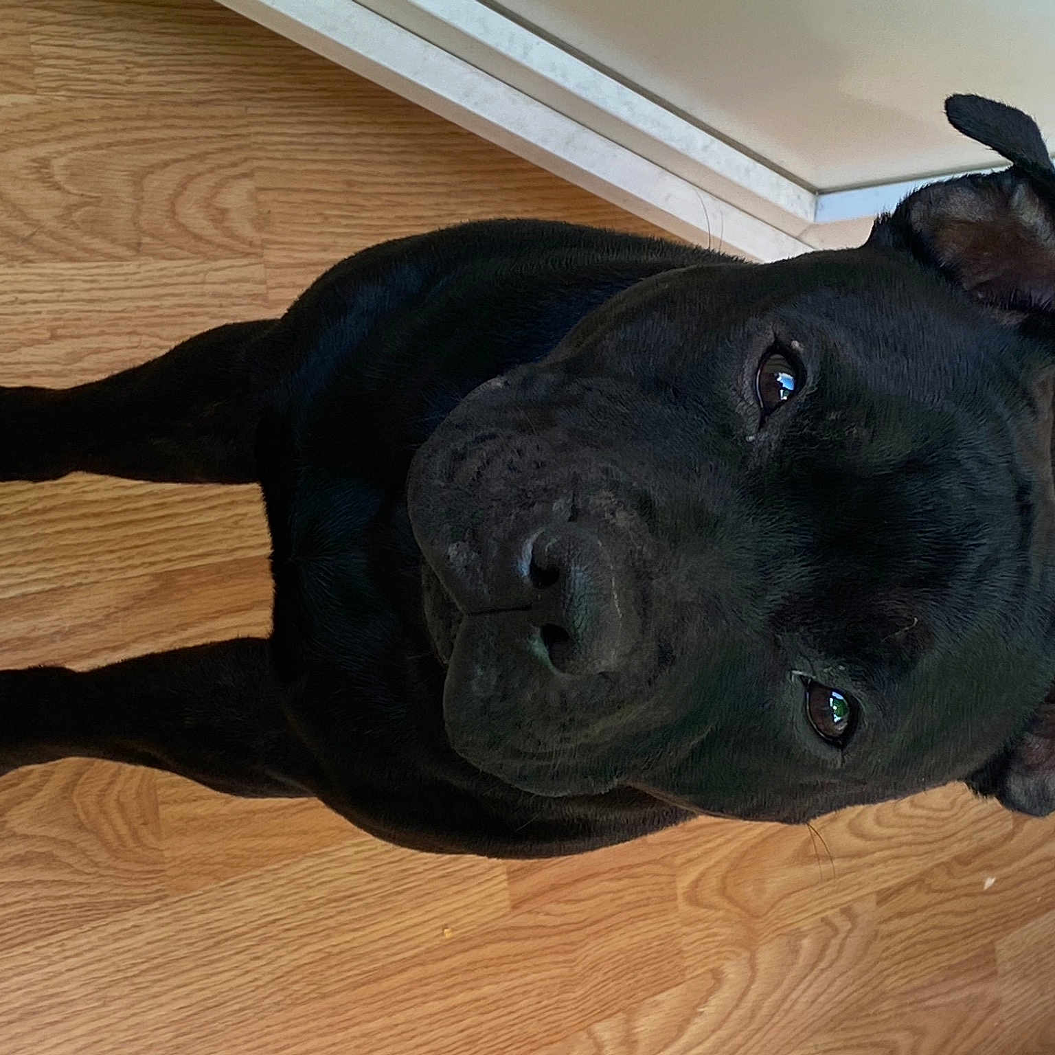 Roxy